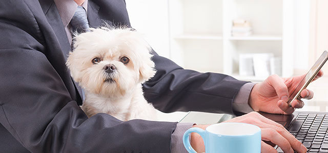 Employee perk - allow pets at work